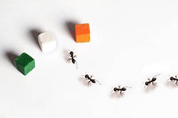 eradicate ants